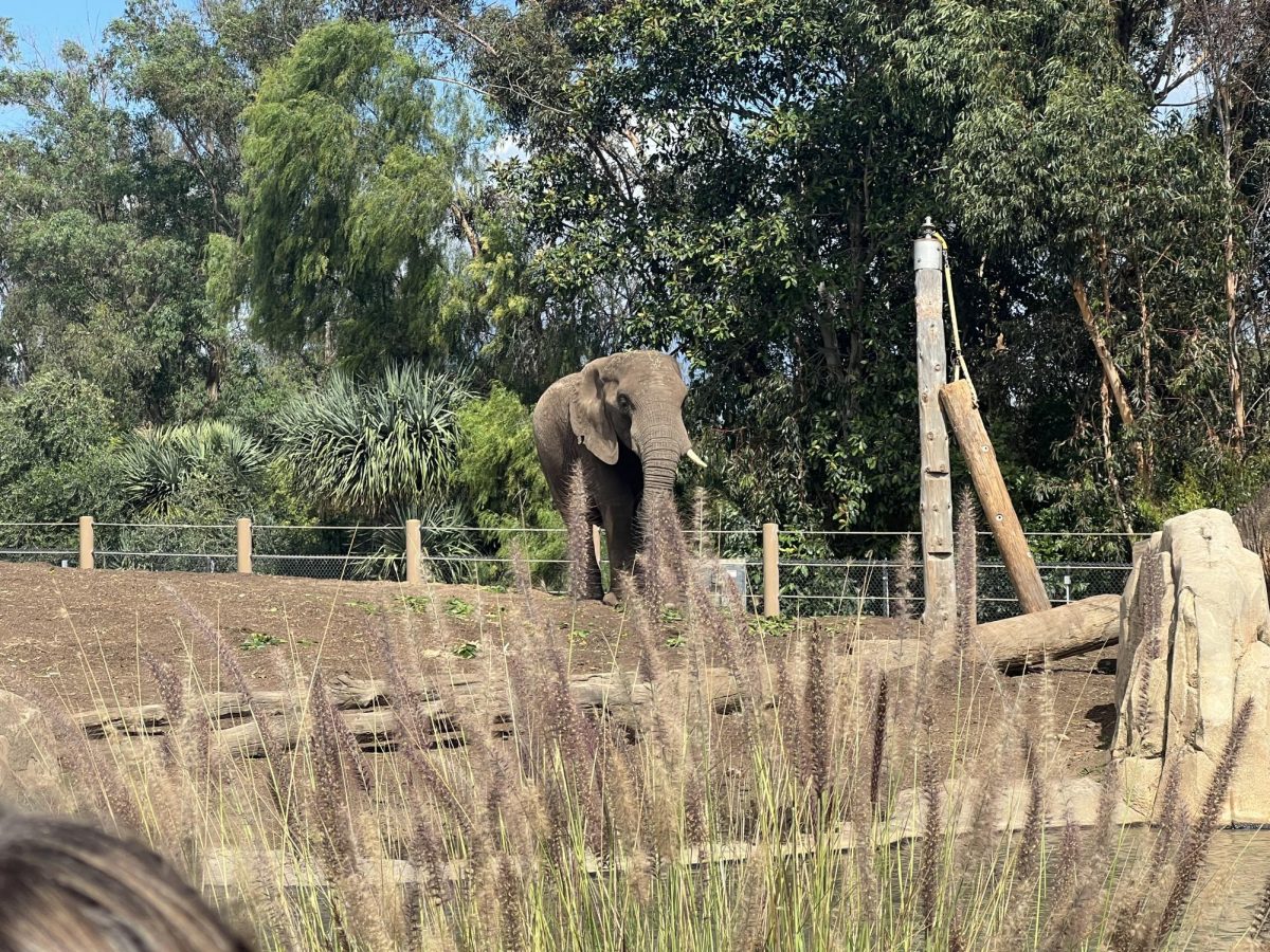 An elephant being protected at the San Diego Zoo. 