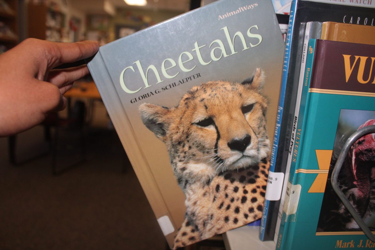 The+Preuss+Schools+library+contains+books+about+cheetahs.