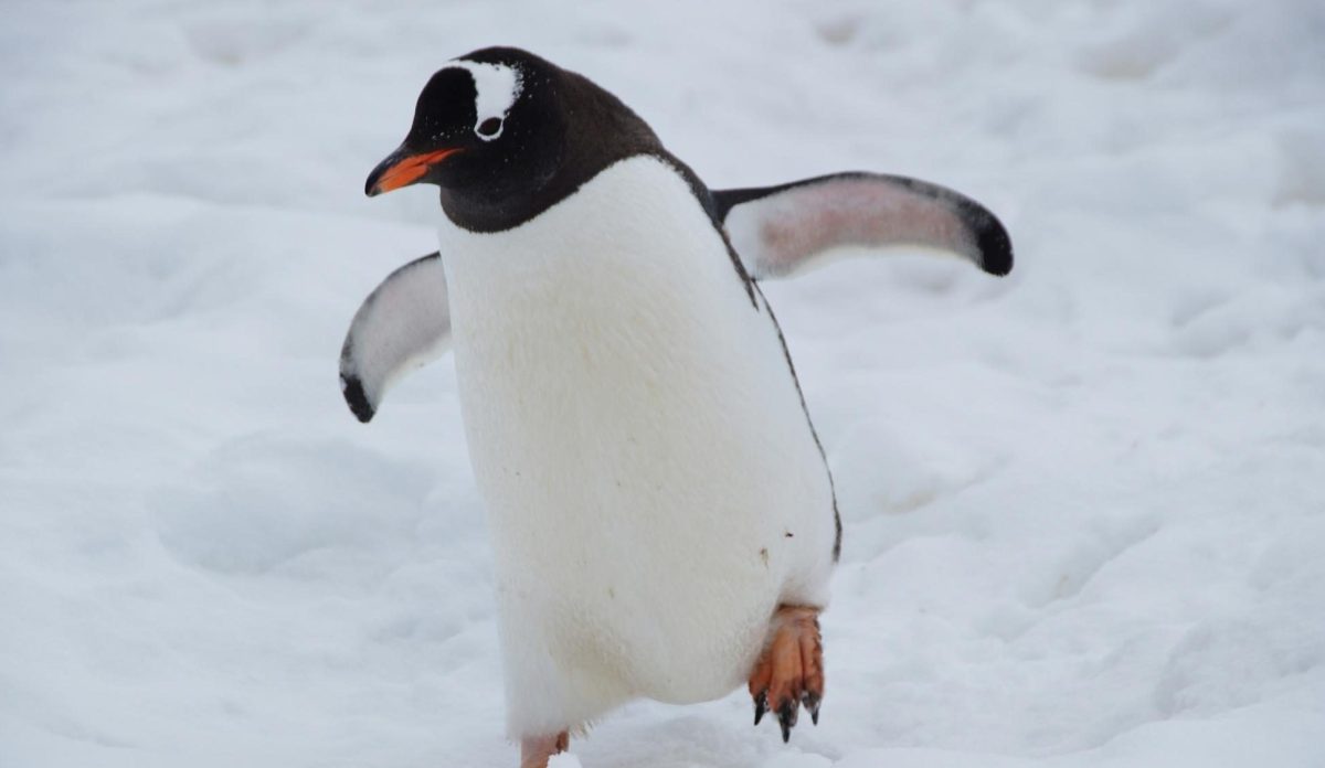Baby penguin exploring its environment. 