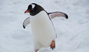 Baby penguin exploring it's environment. 